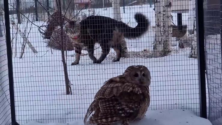 Puchacz sowa Yoll i przyjaciele - Moroshka the Cat gets scared by Makita the Tawny Owl.jpg
